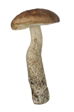 Beyaz arka plan üzerinde izole tek mantar