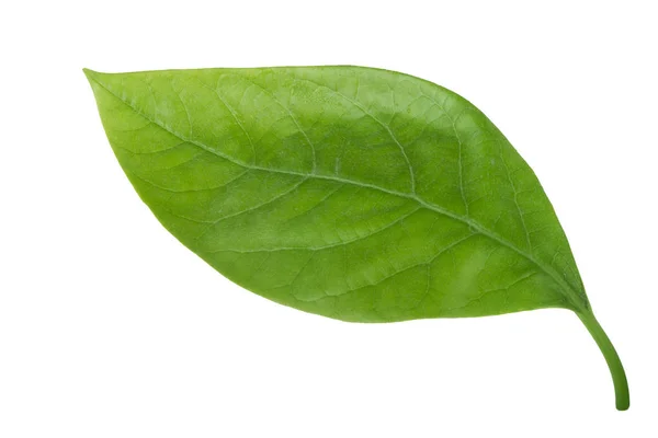 Closeup Folha Verde Isolado Branco — Fotografia de Stock