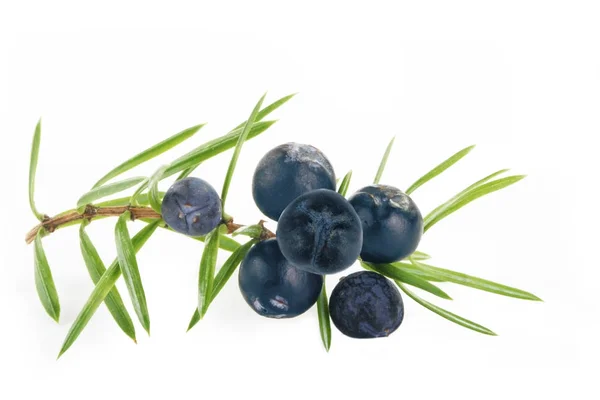 Beyaz arka plan üzerinde izole ardıç meyveleri