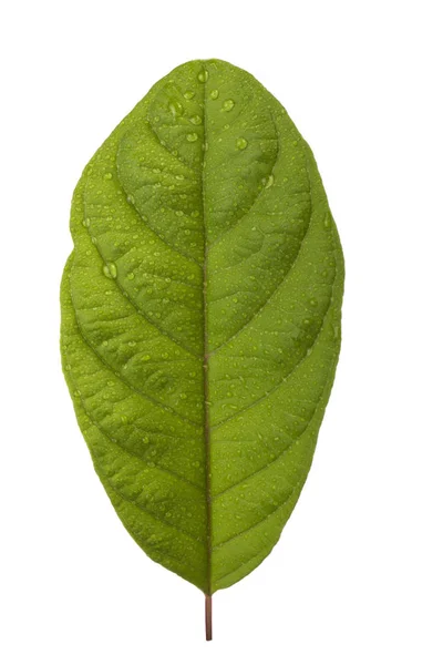 Primer Plano Hoja Guayaba Aislada Sobre Fondo Blanco — Foto de Stock