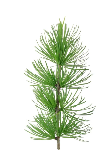 Fir Tree Branch Isolated White Background — Stock Photo, Image