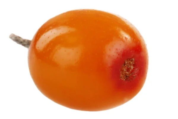 Beyaz arka planda izole edilmiş buck-thorn yakın çekim 