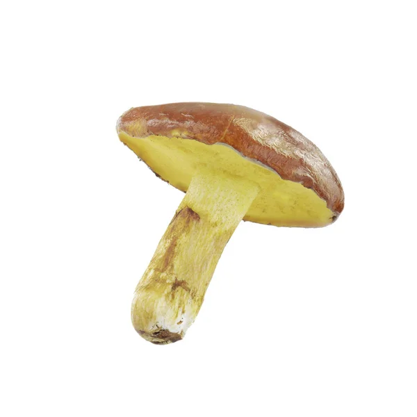 Single Mushroom Isolated White Background — Stock Photo, Image