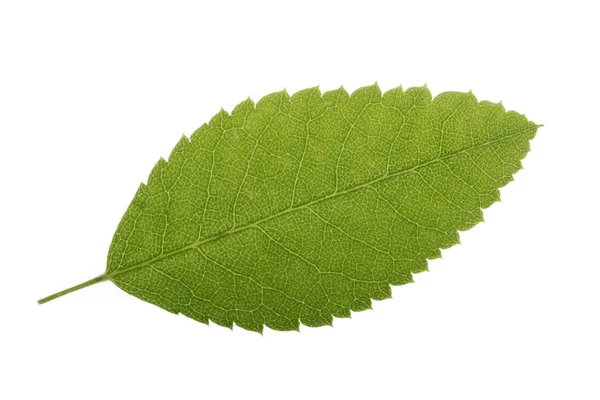 Closeup Green Leaf Isolated White Background — Stock Photo, Image