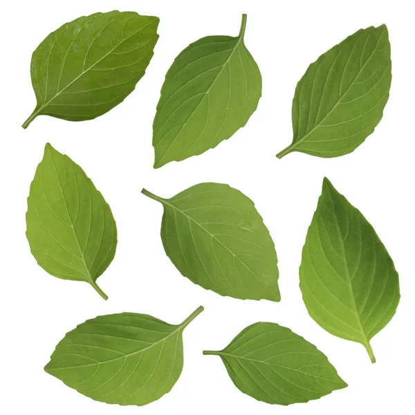 Basil Leaves Isolated White Background — Stock Photo, Image