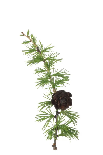 Closeup Coniferous Branch Christmas Background Stock Picture