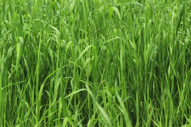 Doğal yeşil çimen arka planı