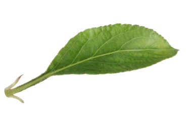 Yeşil elma yaprak beyaz arka plan üzerinde izole