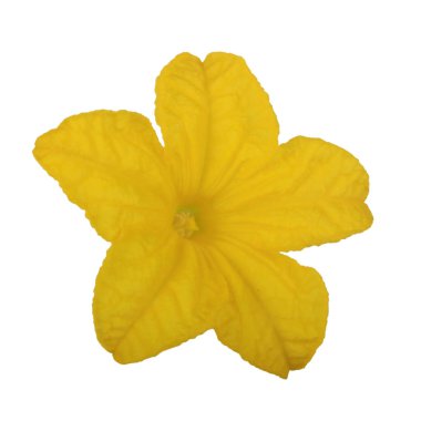 Beyaz arka plan üzerinde izole sarı salatalık çiçek