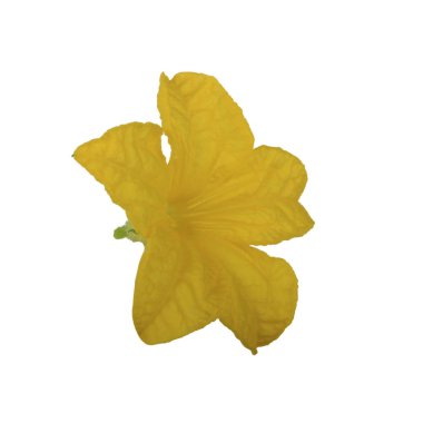 Beyaz arka plan üzerinde izole salatalık çiçeği