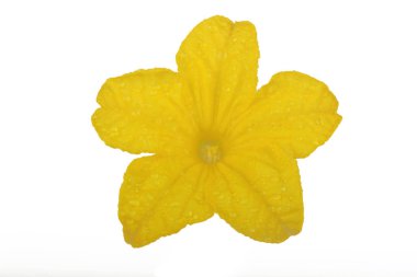 Beyaz arka plan üzerinde izole sarı salatalık çiçek
