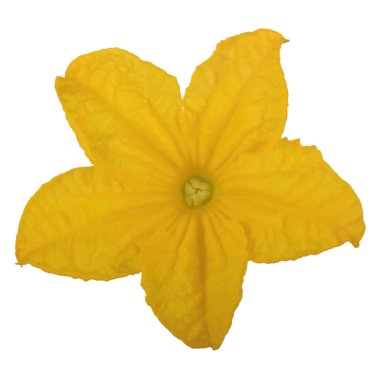 Beyaz arka plan üzerinde izole sarı salatalık çiçek