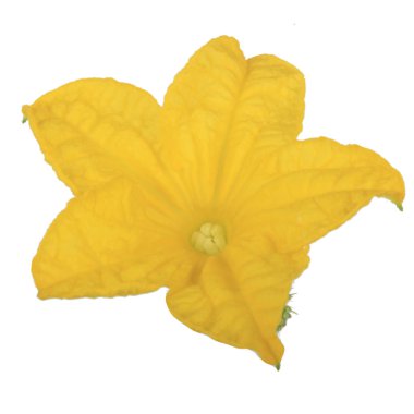 Beyaz arka plan üzerinde izole sarı salatalık çiçek