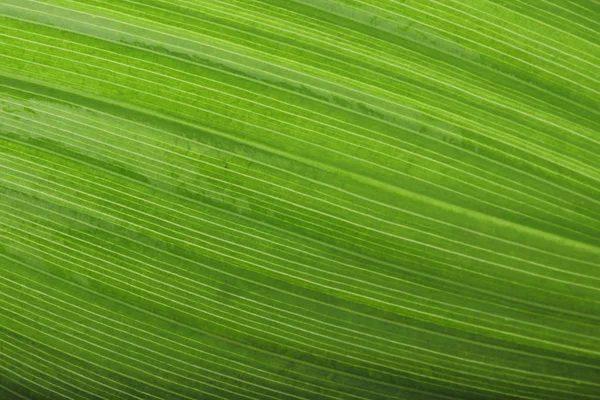 Zbliżenie Zielonej Liści Tekstury Tło Przyrodnicze — Zdjęcie stockowe