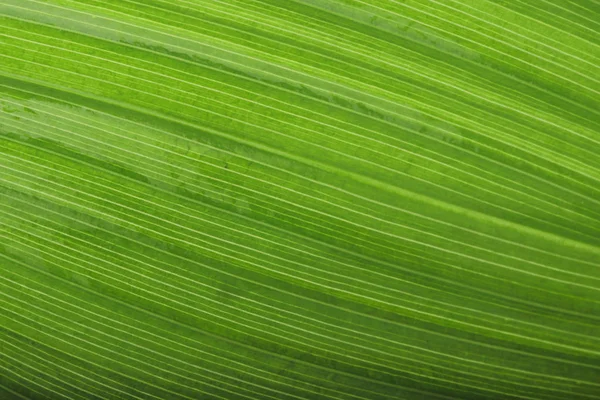 Nahaufnahme Der Grünen Blatttextur Hintergrund Natur — Stockfoto