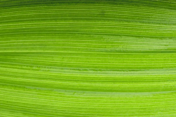 Primo Piano Texture Foglia Verde Sfondo Della Natura — Foto Stock