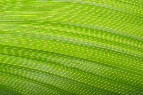 Primo Piano Texture Foglia Verde Sfondo Della Natura — Foto Stock