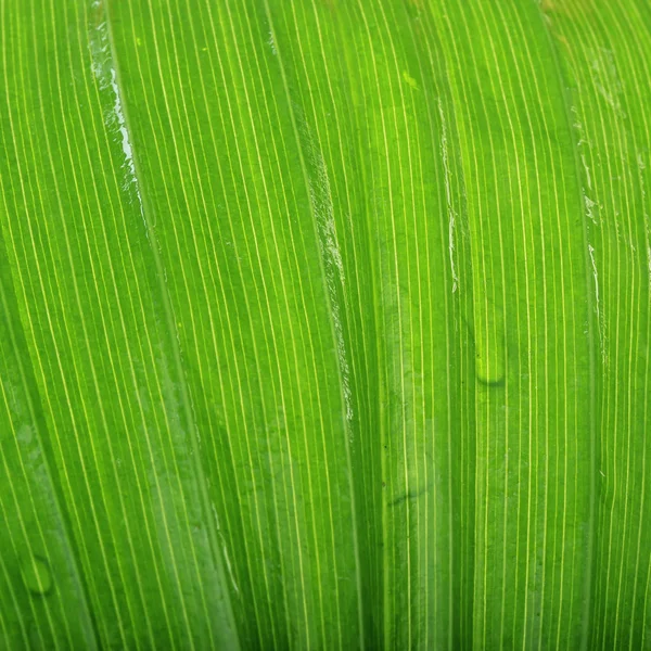 Primo Piano Texture Foglia Verde Sfondo Della Natura — Foto Stock