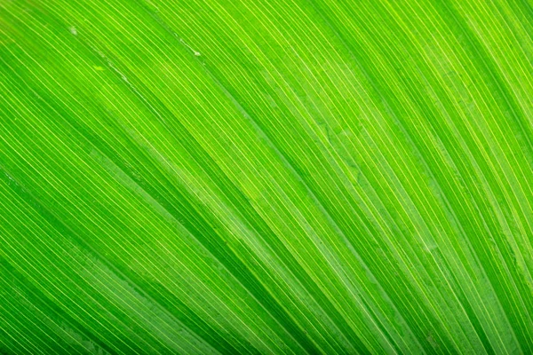 Primo Piano Texture Foglia Verde Sfondo Della Natura — Foto Stock