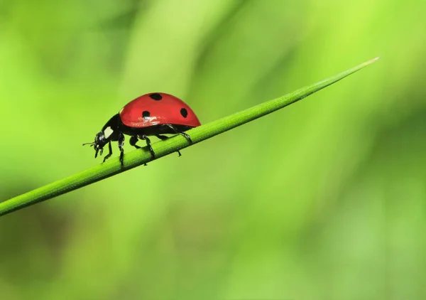 Cropped View Ladybird Green Leaf — Stock Photo, Image