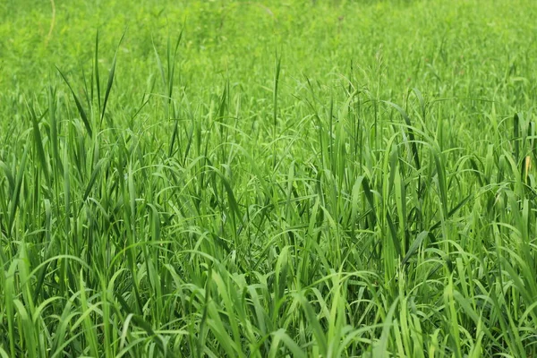 Natural Green Grass Background — Stock Photo, Image