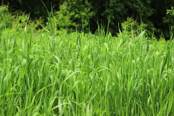 Doğal yeşil çimen arka planı