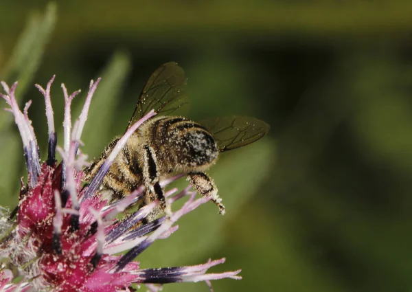 Pszczoły Miodnej Gromadzenia Nektar Kwiatów — Zdjęcie stockowe