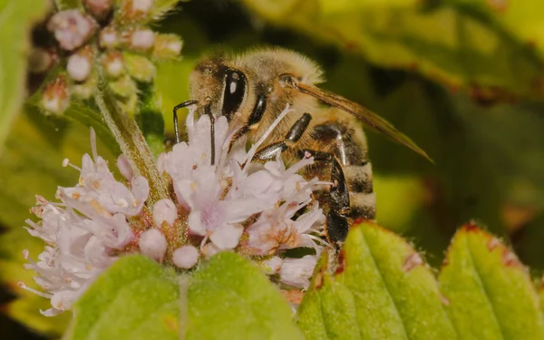 Nahaufnahme Von Biene Auf Blume Natur Hintergrund — Stockfoto