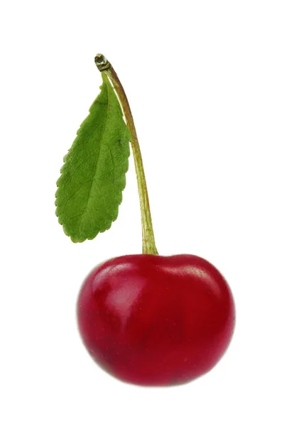 Closeup Cherry Isolated White Background — Stock Photo, Image