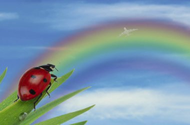 Uğur böceği mavi bulutlu gökyüzü ve rainbow zemin üzerine yeşil çimenlerin üzerinde