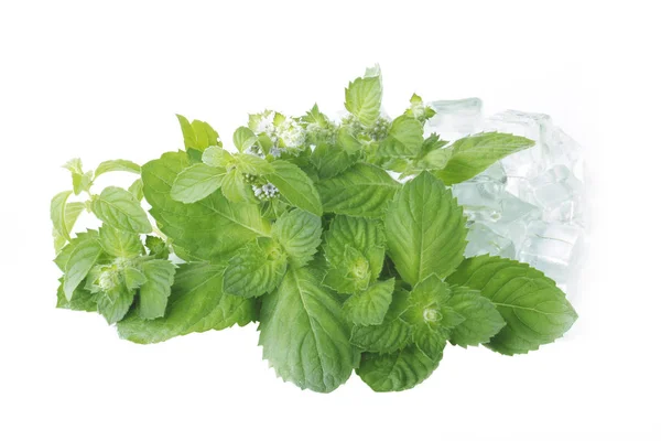 Penutup Daun Hijau Mint Segar — Stok Foto