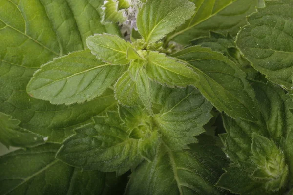 Penutup Daun Hijau Mint Segar — Stok Foto