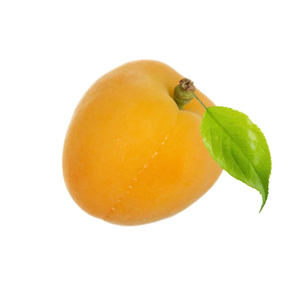 Ripe Apricot Isolated White Background — Stock Photo, Image
