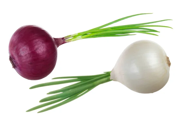 Beyaz arka planda izole edilmiş soğanın yakın çekimi