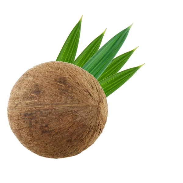 Zralé Kokosové Izolovaných Bílém Pozadí — Stock fotografie