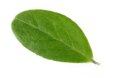 Beyaz arka planda izole edilmiş inek-dut yaprağının yakın çekimi 
