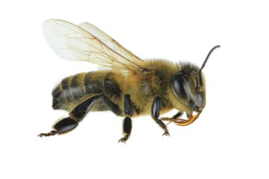 Beyaz arka planda izole edilmiş şirin küçük bal arısı.