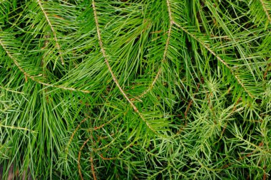 Köknar ağacı dallarının kapatılması, doğa arka planı