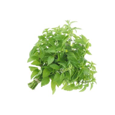 Taze nane yeşil yaprakları closeup