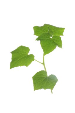 Yeşil salatalık üzerinde izole beyaz arka plan bırakır