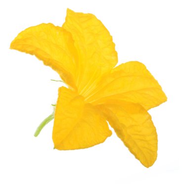 Beyaz arka plan üzerinde izole sarı salatalık çiçek