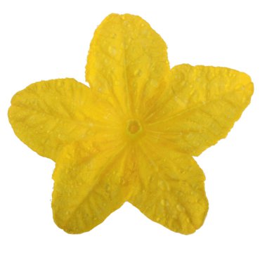 Beyaz arka plan üzerinde izole sarı salatalık çiçek