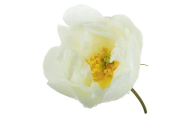 Köpek çiçek yaprakları, çiçek arka plan closeup 