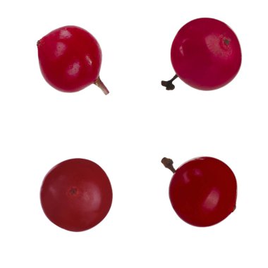 Beyaz arka plan üzerinde izole guelder closeup