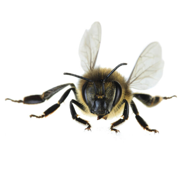 Cute small honeybee isolated on white background