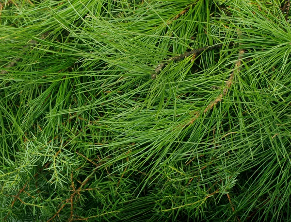 Closeup Fir Tree Branches Nature Background — Stock Photo, Image