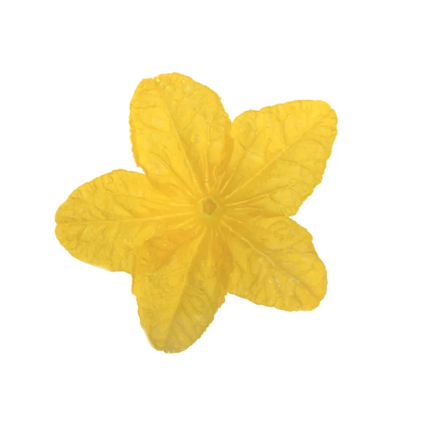 Flor Pepino Amarillo Aislada Sobre Fondo Blanco — Foto de Stock