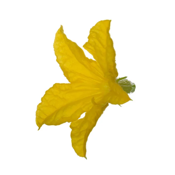 Flor Pepino Amarillo Aislada Sobre Fondo Blanco — Foto de Stock