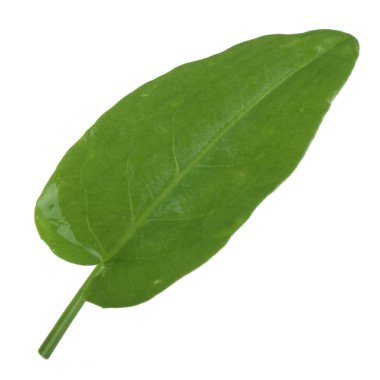 arka planda aromatik bitki, yakın