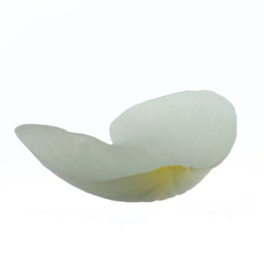 beyaz arka plan üzerinde izole beyaz gül yaprağı, yakın çekim